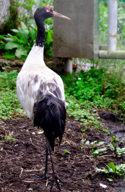 istock Black-necked crane (Grus nigricollis), Phobjikha Valley, Bhutan 1423410163