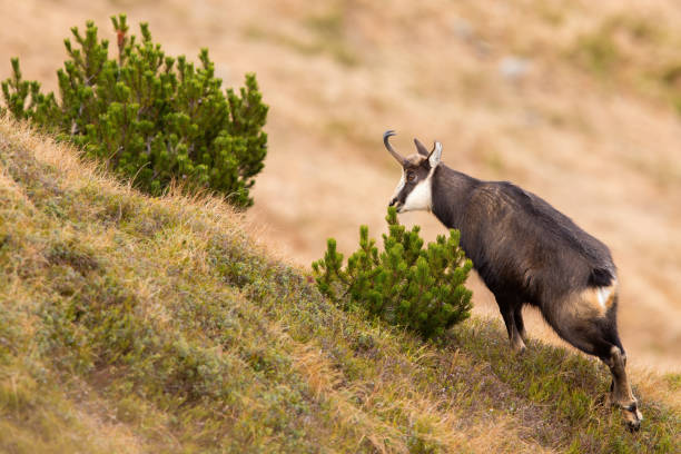 istock Tatra chamois sniffing a scent territorial mark on a dwarf pine 1423410378