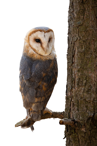 Barn owl, tyto alba, resting on a branch by the tree and looking back over shoulder. Bird of prey in forest cut out on blank. Animal wildlife separated on transparent backdrop.