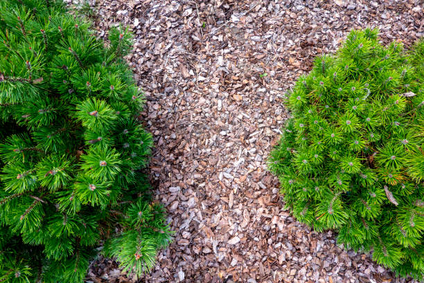 istock Small pine tree mulched with natural brown bark mulch. Top view. Modern gardening landscaping design 1423410674