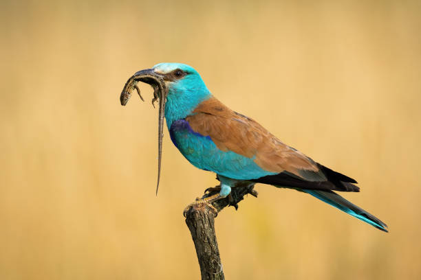 istock European roller holding lizard in beak on branch in sunlight 1423412219
