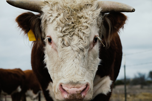 Hereford bull with horns for portrait on beef cow ranch.