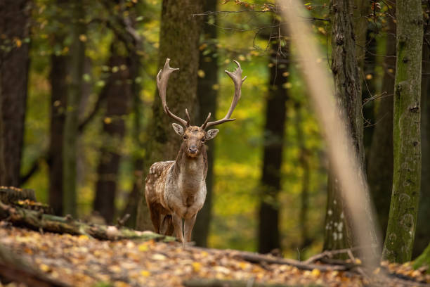 istock Fallow deer looking to the camera in forest in autumn 1423412614