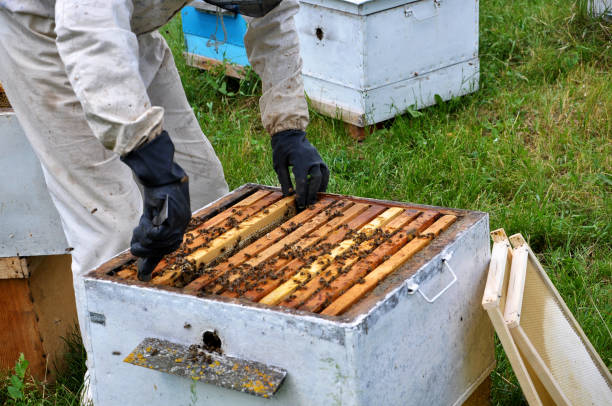 istock The beekeeper takes frame from the hive_7 1423413425