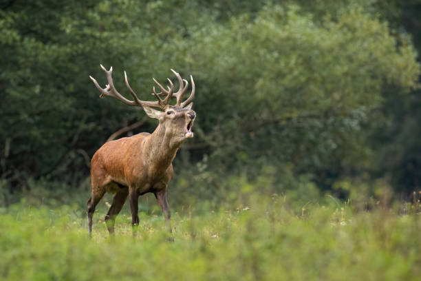 istock Red deer challenging on meadow in autumn mating season 1423413462