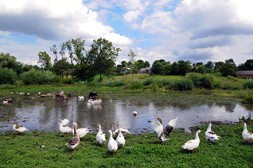 Rural summer landscape with a pond, geese and clouds