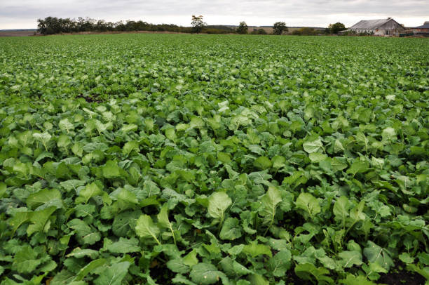 istock In the autumn field grows winter rape 1423413533