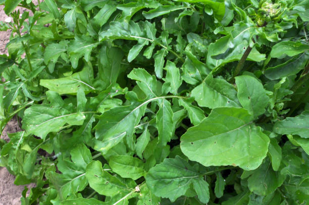 istock Arugula (Eruca sativa) growing in the garden 1423413597