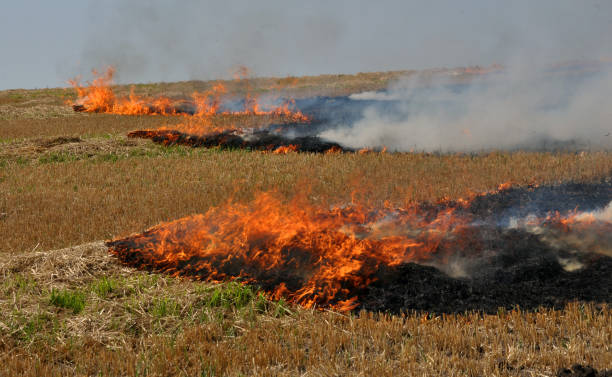 istock On the field burns stubble 1423413789