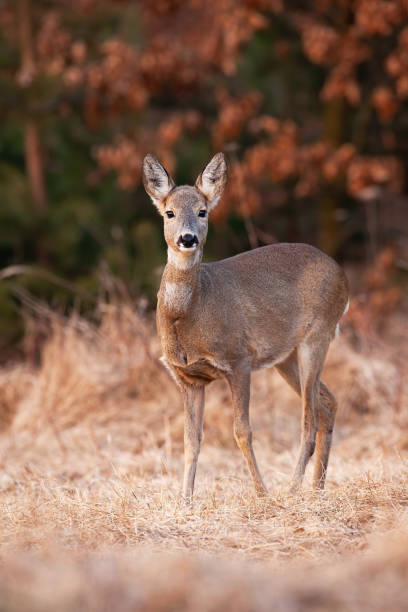 istock Roe deer female looking to the camera on dry field 1423413990