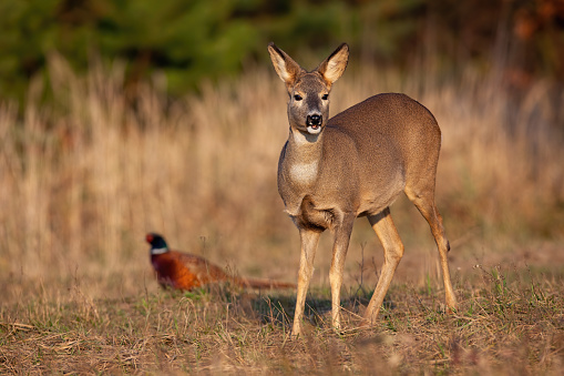 Roe deer, capreolus capreolus, and common pheasant, phasianus colchicus, standing on field in autumn. Doe and wild bird looking on dry grassland. Female mammal observing on glade with hen in background.