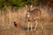 Roe deer and common pheasant standing on field in autumn