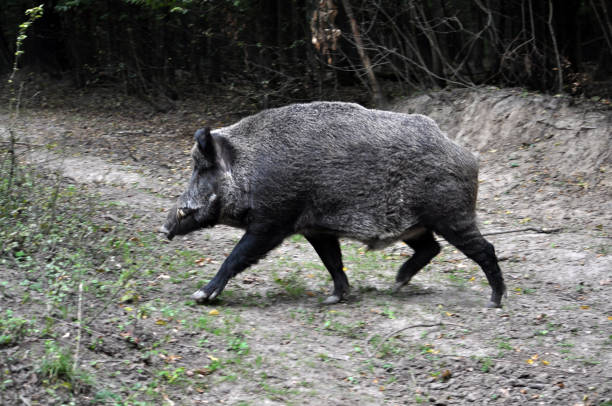 From the forest to the road, a wild boar ran out