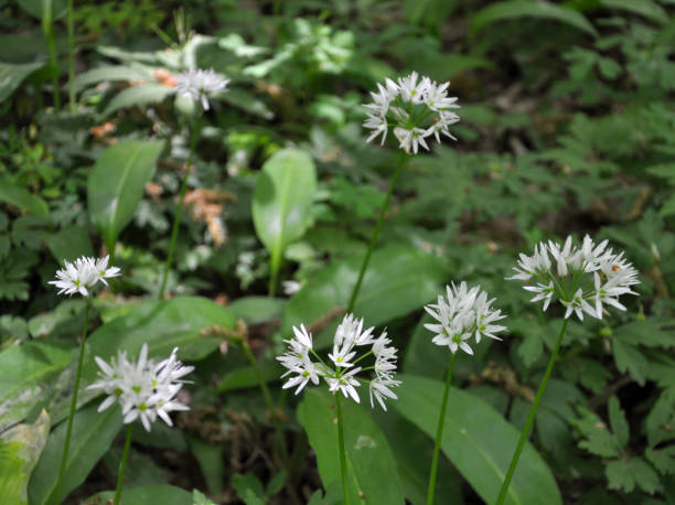 allium ursinum cresce in natura - herbal medicine nature ramson garlic foto e immagini stock