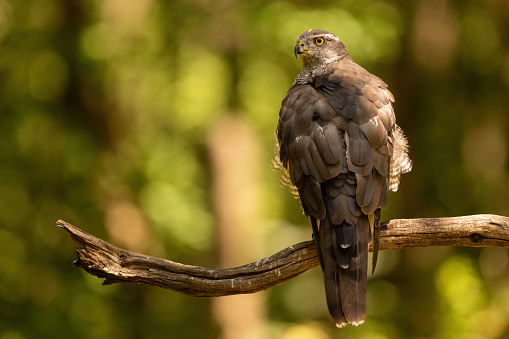 Eurasian sparrowhawk, accipiter nisus, sitting on a branch in summer forest from rear. Wild bird of prey looking back while perching on a tree with sunlit trees in background.