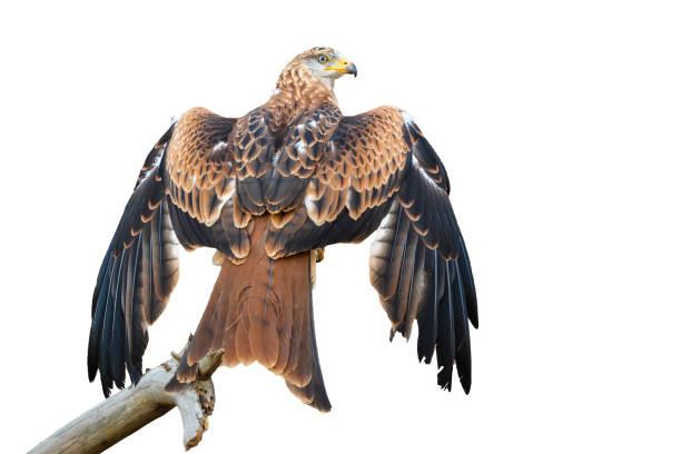 A red kite (Milvus milvus), a bird of prey, glides gracefully through the air with its broad wings fully extended, showcasing detailed feather patterns in reddish-brown hues. The bird's head is turned slightly, revealing its hooked beak and keen eyes, set against a uniform bright blue sky that emphasizes its isolation and freedom in the open airspace. This outdoor scene captures the essence of wildlife in motion during daytime, with no people present. Ideal for commercial uses such as nature documentaries, environmental publications, wildlife conservation campaigns, educational materials on birds of prey, and stock imagery for articles on European fauna or aviation-inspired themes in media content.