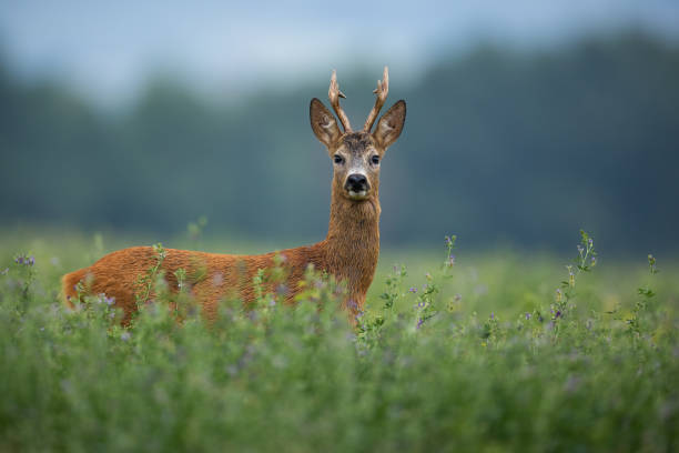 istock Roe deer buck standing on clover field and looking to the camera 1423414493