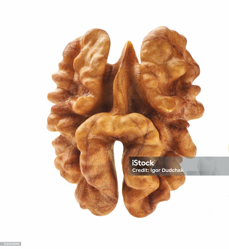 Walnut Inside Single Single Half Of Walnut Isolated On White Background Stock Photo ...