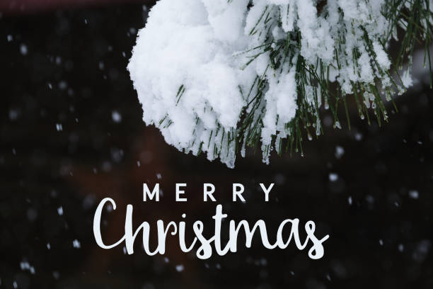 istock Merry Christmas greeting with snow on tree branch closeup 1423415231