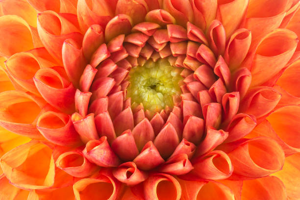 istock Orange dahlia flower, as background. Summer dahlia, macro. 1423415258