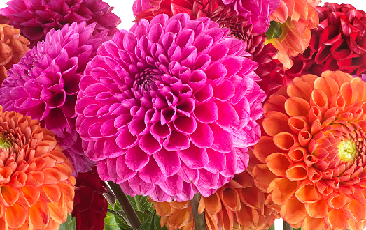 Dahlia fresh mixed flowers bouquet as background, close up. Bright bunches of colorful pompom dahlia flowers.