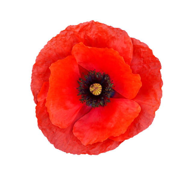istock Bright red poppy flower isolated on white ,top view 1423415292
