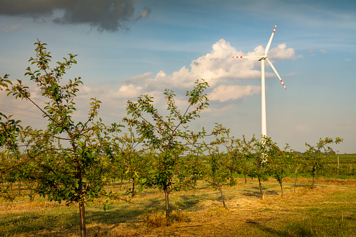 view of a cherry orchard and a wind turbine
