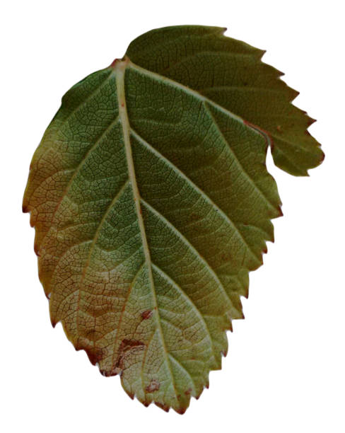 Rubus fruticosus, also called blackberry, black mulberry, shrubby blackberry, broad-leaf bramble, european blackberry, wild blackberry complex, raspberry, black heg, malayan bramble, akar kupur, duri berumbet, tempu rengat or amora, a specie of flowering plants in the family Moraceae. el folíolo de la planta de morera negra (rubus fruticosus), con márgenes serrados, ovados, y la superficie inferior plateada y densamente peluda con costillas medias espinosas. los lados inferiores o cara abaxial (abet). hoja en senescencia.