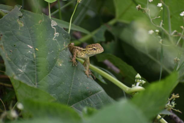 istock variety of baby chameleon 1423416251