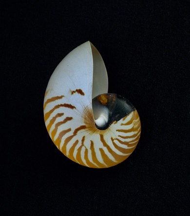 Seashells on a black background