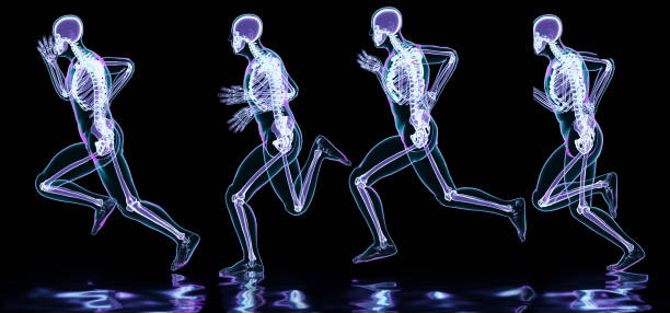 skeleton system of running man, bone Anatomy while run, human physical and sport, joggers, running man, medically accurate, fitness, Running human body in different stages, 3d render stock photo