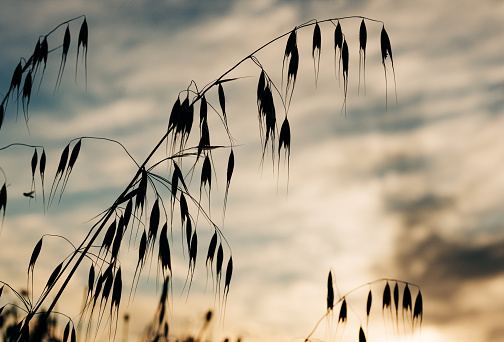 Silhouettes of dry plants at blue sky