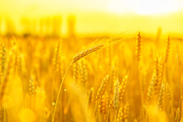 Golden ears of wheat in summer on the field.