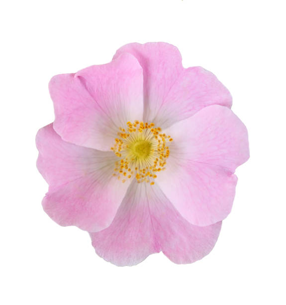 istock wild rose flower isolated on white background 1423421685