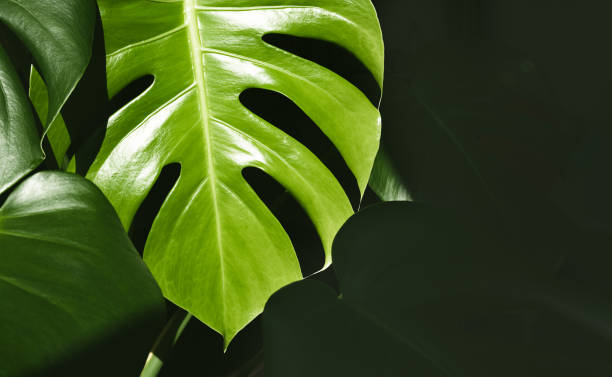 istock Swiss cheese plant close-up 1423422110