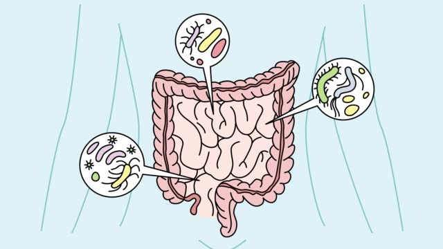 Infographics of bacteria in person stomach