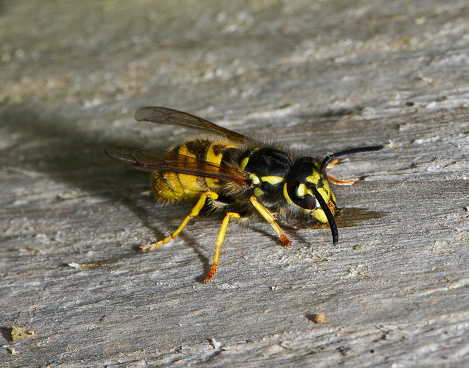 This Common wasp is collecting nesting material by using its jaws to scrape away a thin layer of material from this plank of wood. A well focussed close-up of this working insect with lots of detail.