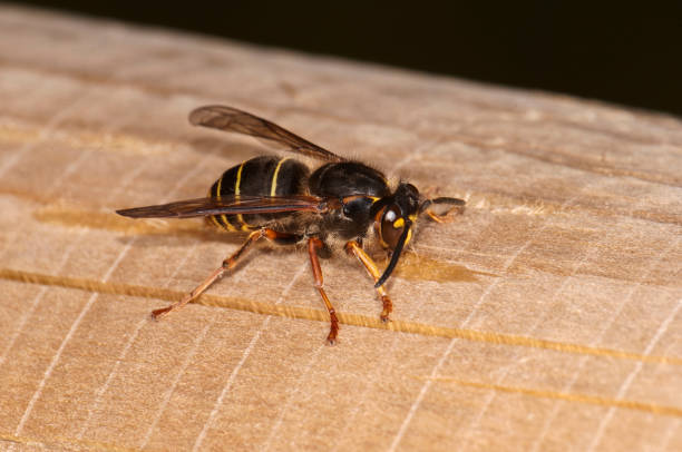 istock Wasp. Gymnomerus Laevipes. 1423424308