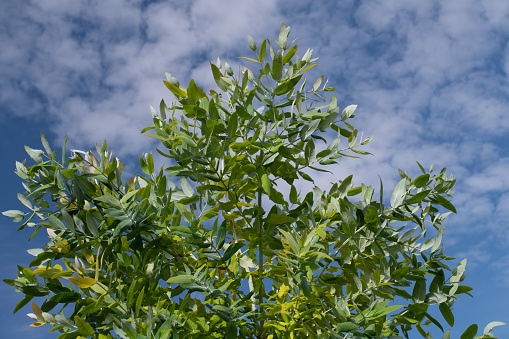 The green twigs and branches of a young eucalyptus tree rise into the blue sky covered with white clouds.