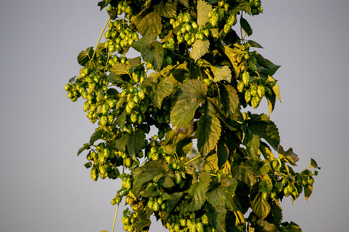 Hop plant mid shot, with hop cones nicely visible. Location: Savinja Valley, Slovenia