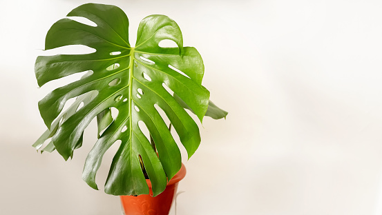 Close-up of giant Monstera plant in pot on white background