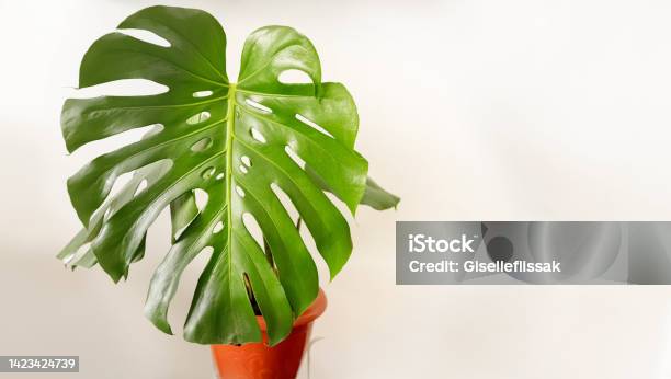 Giant Monstera Plant In Pot On White Background Stock Photo - Download Image Now - Botany, Brazil, Brown
