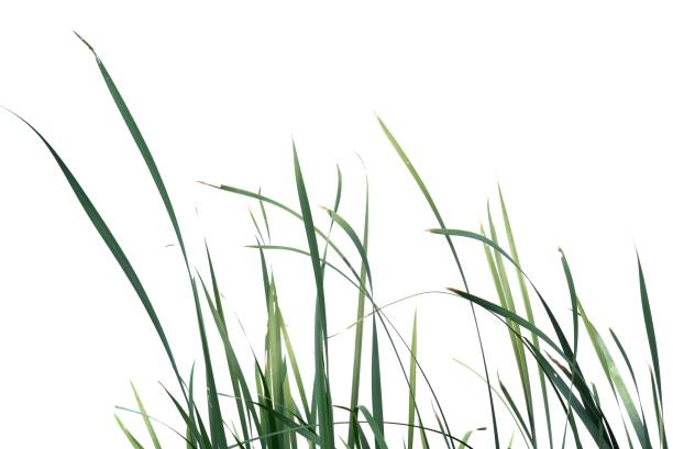 istock In selective focus wild grass leaves with wind blowing on white isolated background for green foliage backdrop 1423426512