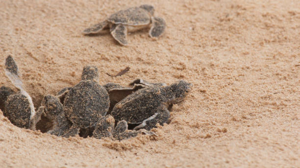 istock Multiple Loggerhead baby sea turtles hatching at a turtle farm. 1423428226