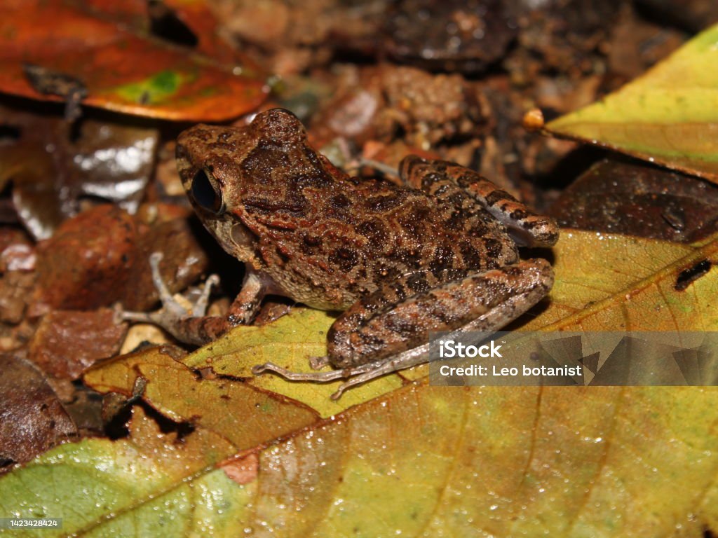 Craugastor frog from the Osa Peninsula of Costa Rica Amphibian Stock Photo