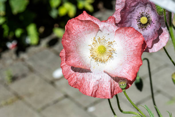 Colourful poppy flowers in a backyard in summer.