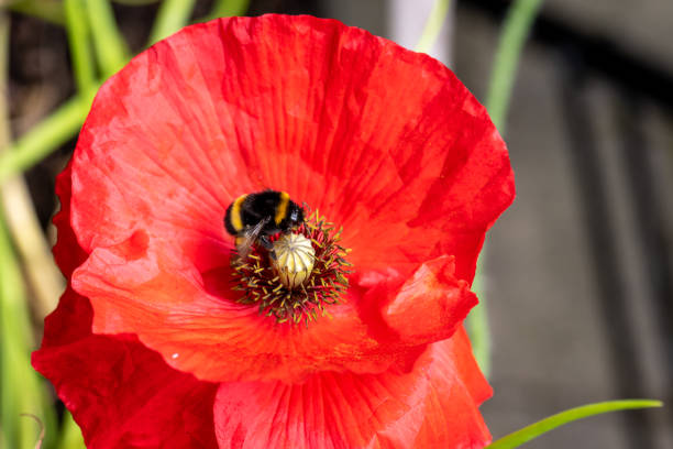 Red poppy flower with a bumblebee visiting.