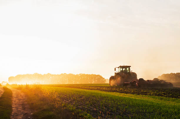 un tractor en un campo ara el suelo al amanecer, sembrando grano - tractor fotografías e imágenes de stock