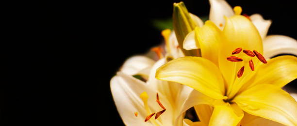 istock yellow lily flower on a dark background 1423431430