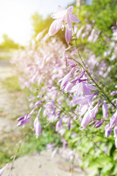 Flower hosta growing in the summer garden. Selective focus